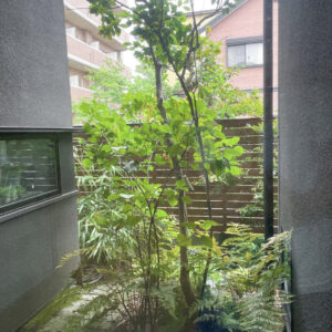 坪庭